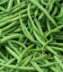 Fazole keříčková Saxa - Phaseolus vulgaris - semena fazole - 20 ks