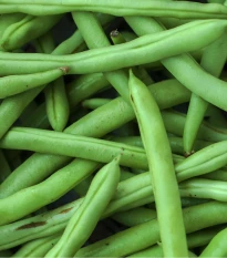 Fazole keříčková Odeon - Phaseolus vulgaris - semena fazole - 20 ks