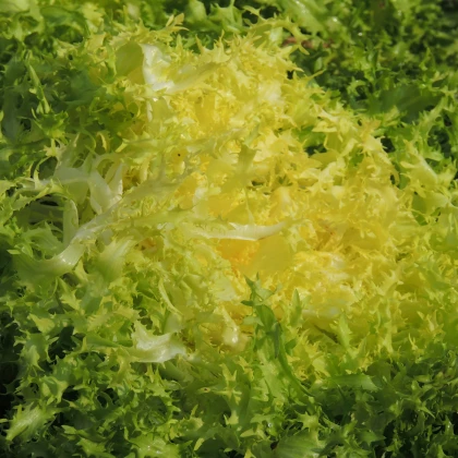 Endivie Štěrbák Ruffec  - Cichorium endivia - semena - 0,3 gr