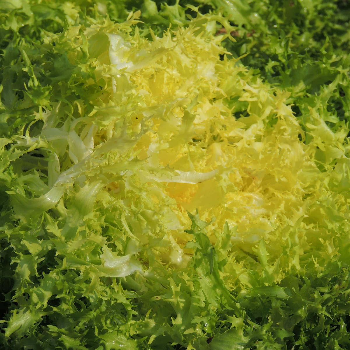 Endivie Štěrbák Ruffec  - Cichorium endivia - semena - 0,3 gr