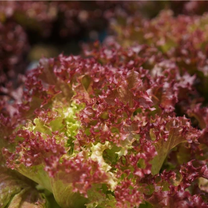 Salát listový kadeřavý Lollo Rossa - Lactuca sativa - semena salátu - 400 ks