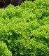 BIO Salát listový kadeřavý Lollo Bionda - Lactuca sativa - bio semena salátu - 0,1 g