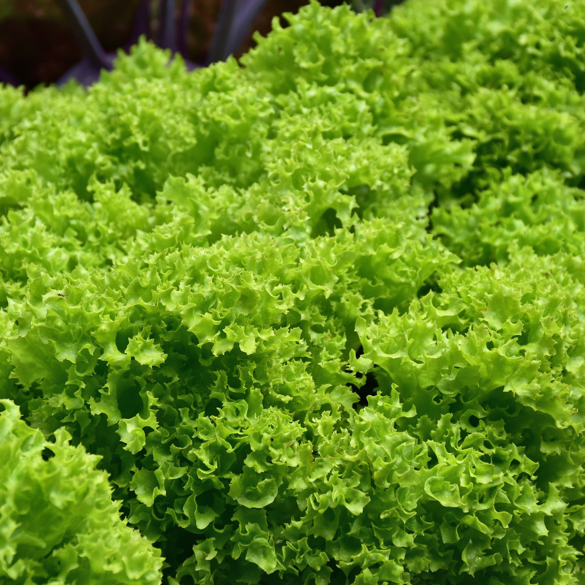 BIO Salát listový kadeřavý Lollo Bionda - Lactuca sativa - bio semena salátu - 100 ks