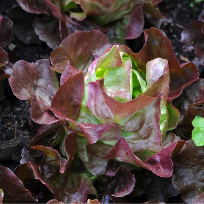 Salát hlávkový červený Rosemarry - Lactusa sativa - semena - 0,3 gr