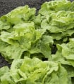 Salát hlávkový Attractie - Lactuca sativa - semena salátu - 100 ks