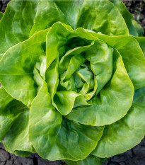 Salát hlávkový letní - Kagraner - Lactuca sativa - semena - 300 ks