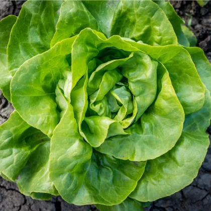 Salát hlávkový letní - Kagraner - Lactuca sativa - semena - 300 ks