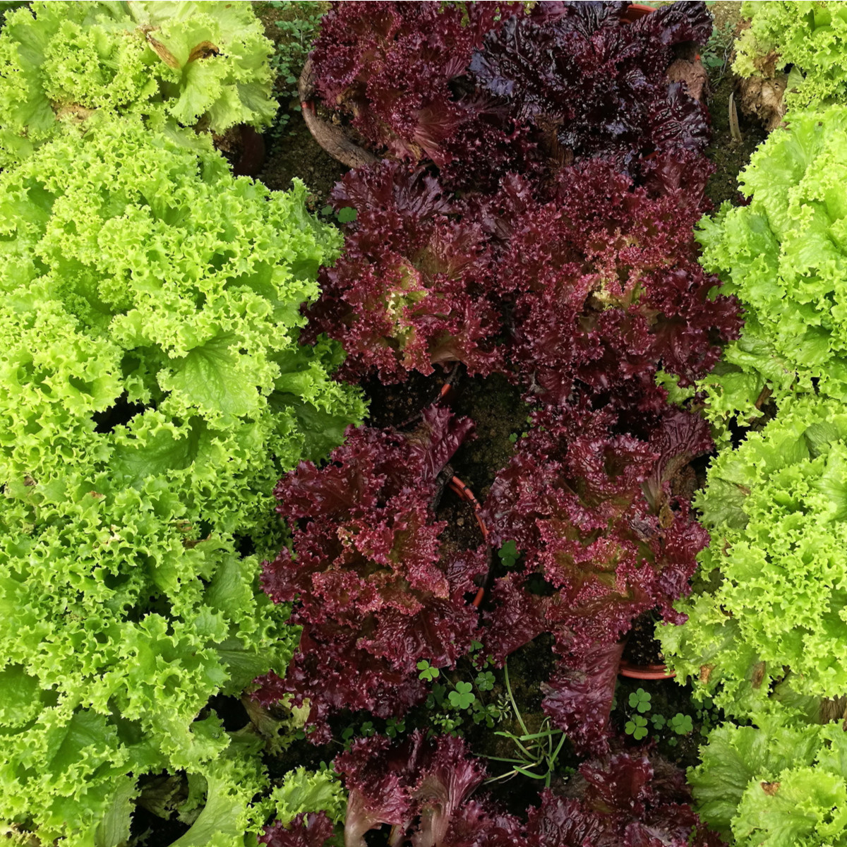 Salát kadeřavý - Fitnes mix - Lactuca sativa - semena - 100 ks