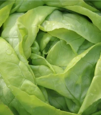 Salát ledový Ledové jezero - Lactuca sativa - semena salátu - 100 ks