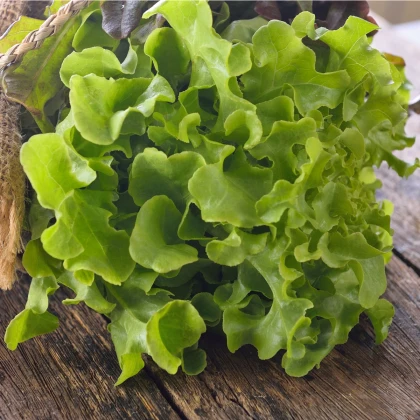Salát listový Dubáček - Lactuca sativa - semena salátu - 500 ks