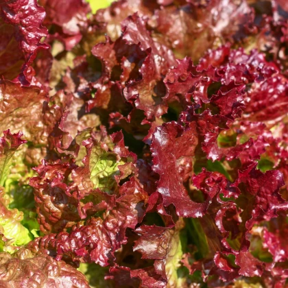 Salát červený kadeřavý - Lactuca sativa - semena salátu - 900 ks
