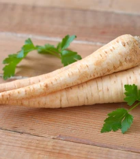 Petržel hanácká - Petroselinum crispum - semena petržele - 800 ks