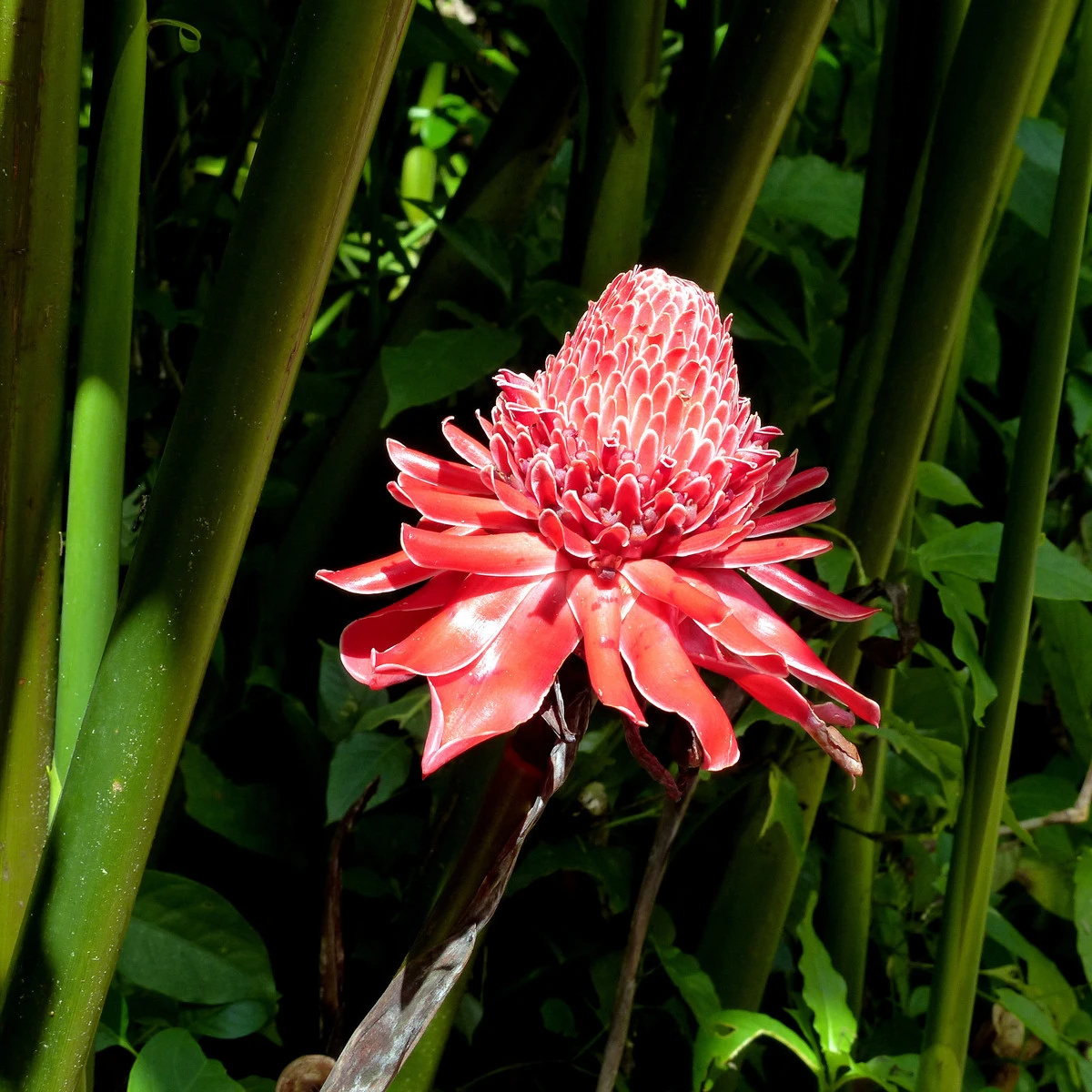 Zázvor okrasný růžový - Etlingera elatior - semena zázvoru - 3 ks