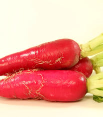 Ředkev Rosa - Raphanus sativus - osivo ředkve - 1,5 g