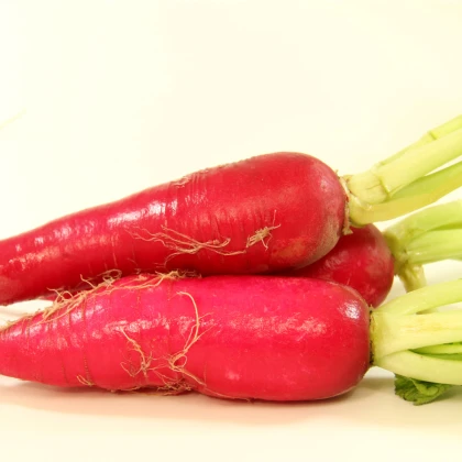 Ředkev Rosa - Raphanus sativus - osivo ředkve - 1,5 g
