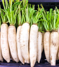 Ředkev setá bílá - Rahpanus sativus - prodej semen bílé ředkve - 1 gr