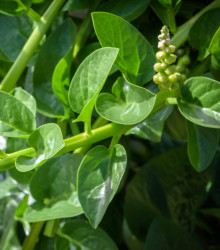 Malabarský špenát - Bazela - Basella rubra - semena - 0,5 gr