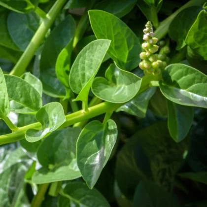 Špenát malabarský Bazela - Basella alba - semena špenátu - 17 ks