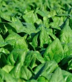 Špenát setý zelný Monnopa - Spinacia oleracea - semena špenátu - 100 ks