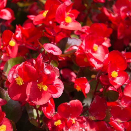 Begónie drobnokvětá červená - Begonia multiflora maxima - prodej cibulovin - 2 ks