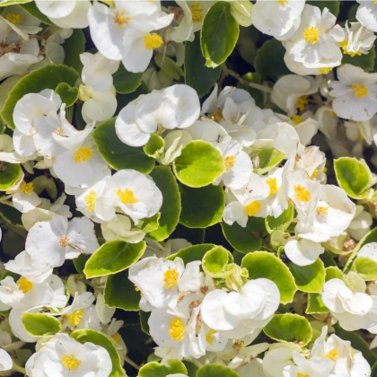 Begónie drobnokvětá bílá - Begonia multiflora maxima - prodej cibulovin - 2 ks