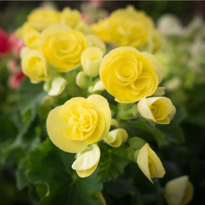 Begónie drobnokvětá žlutá - Begonia multiflora maxima - prodej cibulovin - 2 ks