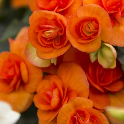 Begónie drobnokvětá oranžové barvy - Begonia multiflora maxima - prodej cibulovin - 2 ks