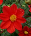 Jiřinka Topmix červená - Dahlia - hlízy jiřinky - 1 ks