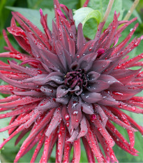 Kaktusovitá jiřinka Chat Noir - Dahlia hybrida - cibuloviny - 1 ks