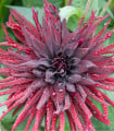 Kaktusovitá jiřinka Chat Noir - Dahlia hybrida - cibuloviny - 1 ks