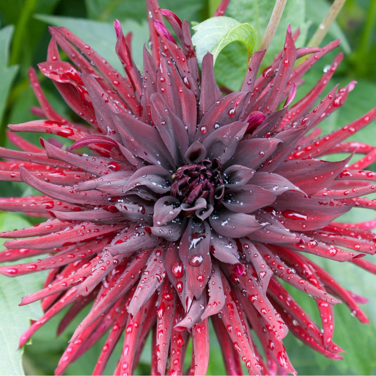 Kaktusovitá jiřinka Chat Noir - Dahlia hybrida - cibuloviny - 1 ks