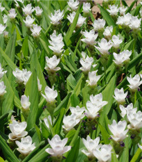 Kurkuma bílá - Curcuma alismatifolia - cibuloviny - 1 ks