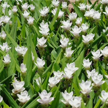 Kurkuma bílá - Curcuma alismatifolia - cibuloviny - 1 ks