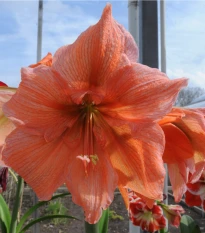 Hvězdník Rilona - Hippeastrum - cibule hvězdníku - 1 ks