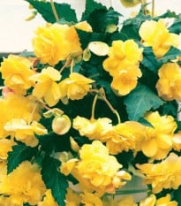 Převislá begónie  cascade - bílá - Begonia cascade - prodej hlíz - 2 ks