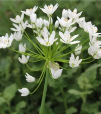 Česnek okrasný bílý - Allium neapolitanum - cibule okrasného česneku - 3 ks