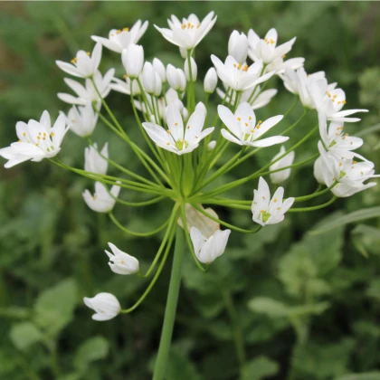 Česnek okrasný bílý - Allium neapolitanum - cibule okrasného česneku - 3 ks