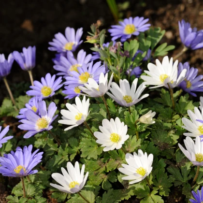 Sasanka vábná směs barev - Anemone blanda - cibuloviny - 3 ks