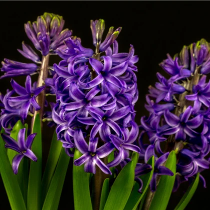Modrý hyacint Blue Pearl - cibuloviny - 1 ks