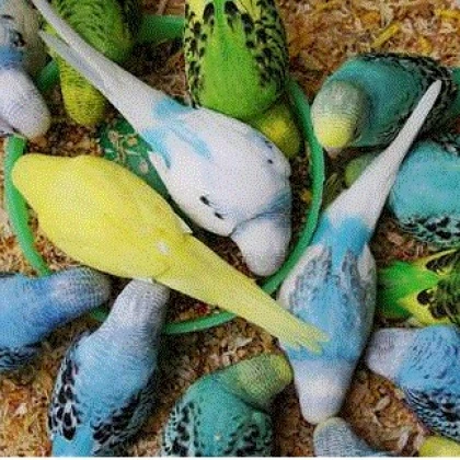 Čerstvé klásky pro andulky- klásky pro andulky- 20 g