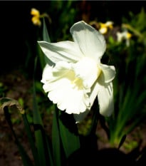 Narcis Rippling Waters - Narcissus L. - cibuloviny - 3 ks