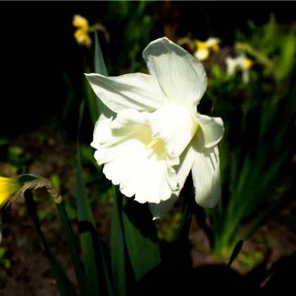 Narcis Rippling Waters - Narcissus L. - cibuloviny - 3 ks
