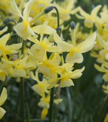 Narcis Hawera - Narcissus Hawera - cibuloviny - 3 ks