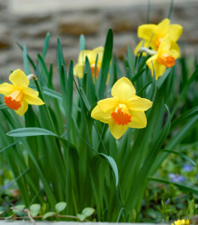 Narcis Jetfire - Narcissus L. - cibuloviny - 3 ks
