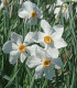 Narcis Actaea - Narcissus poeticus - cibule narcisu - 3 ks