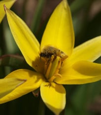 Tulipán Urumiensis - koupit cibule - holandské nízké tulipány - prodej cibulovin - 3 ks