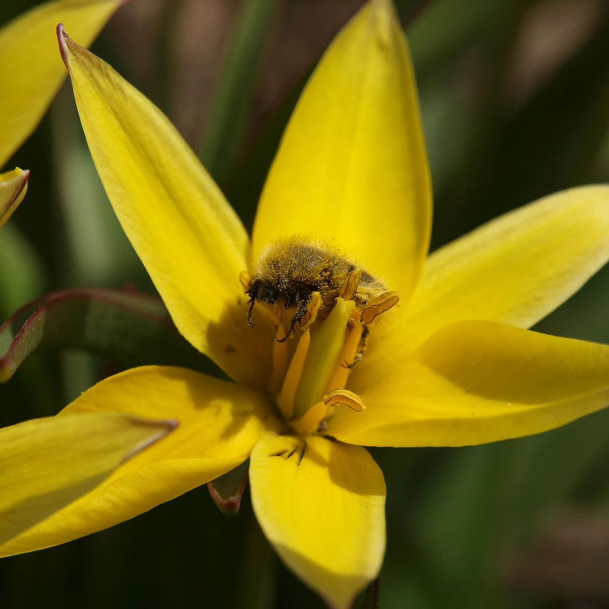 Tulipán Urumiensis - koupit cibule - holandské nízké tulipány - prodej cibulovin - 3 ks