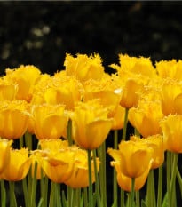 Tulipán Crispy Gold - Tulipa Crispy gold - cibuloviny - 3 ks