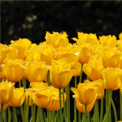 Tulipán Crispy Gold - Tulipa Crispy gold - cibuloviny - 3 ks