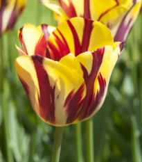 Tulipán Helmar - Tulipa - cibuloviny - 3 ks
